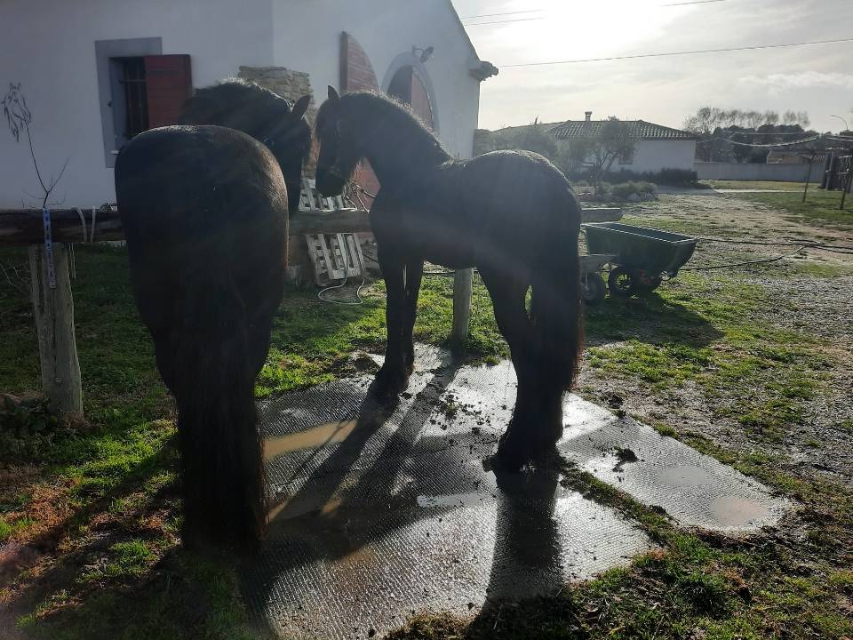 Entire Friesian For sale 2019 Black