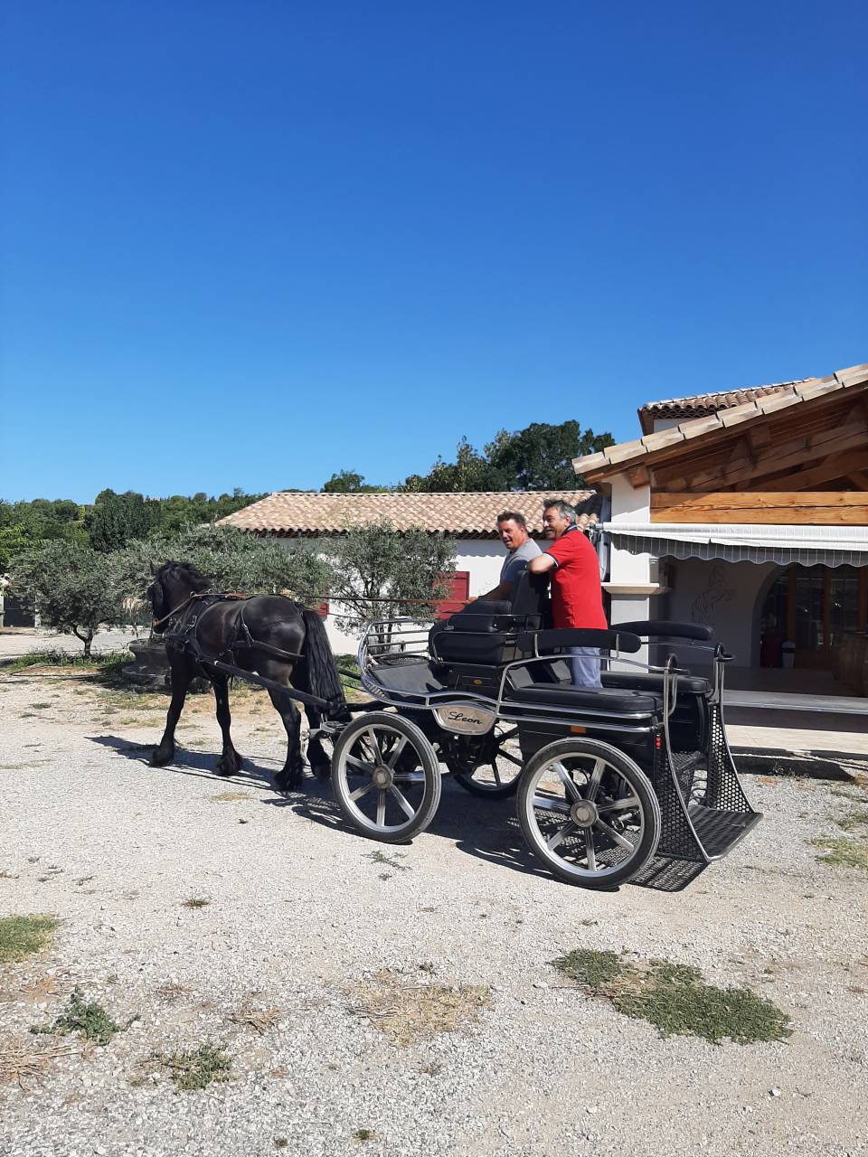 Entire Friesian For sale 2019 Black