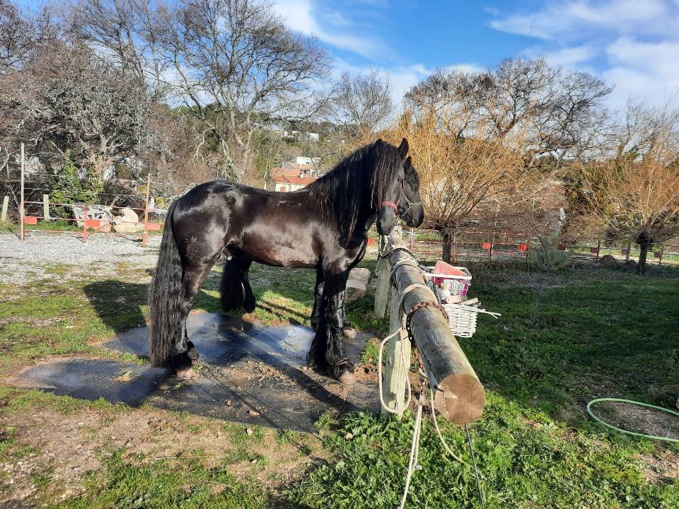 Entire Friesian For sale 2019 Black