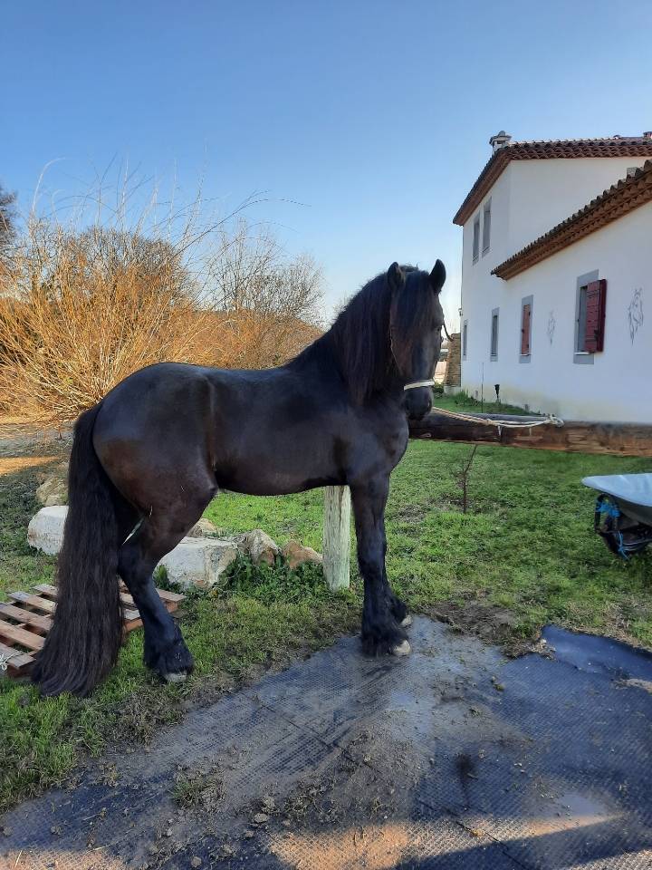 Entire Friesian For sale 2019 Black