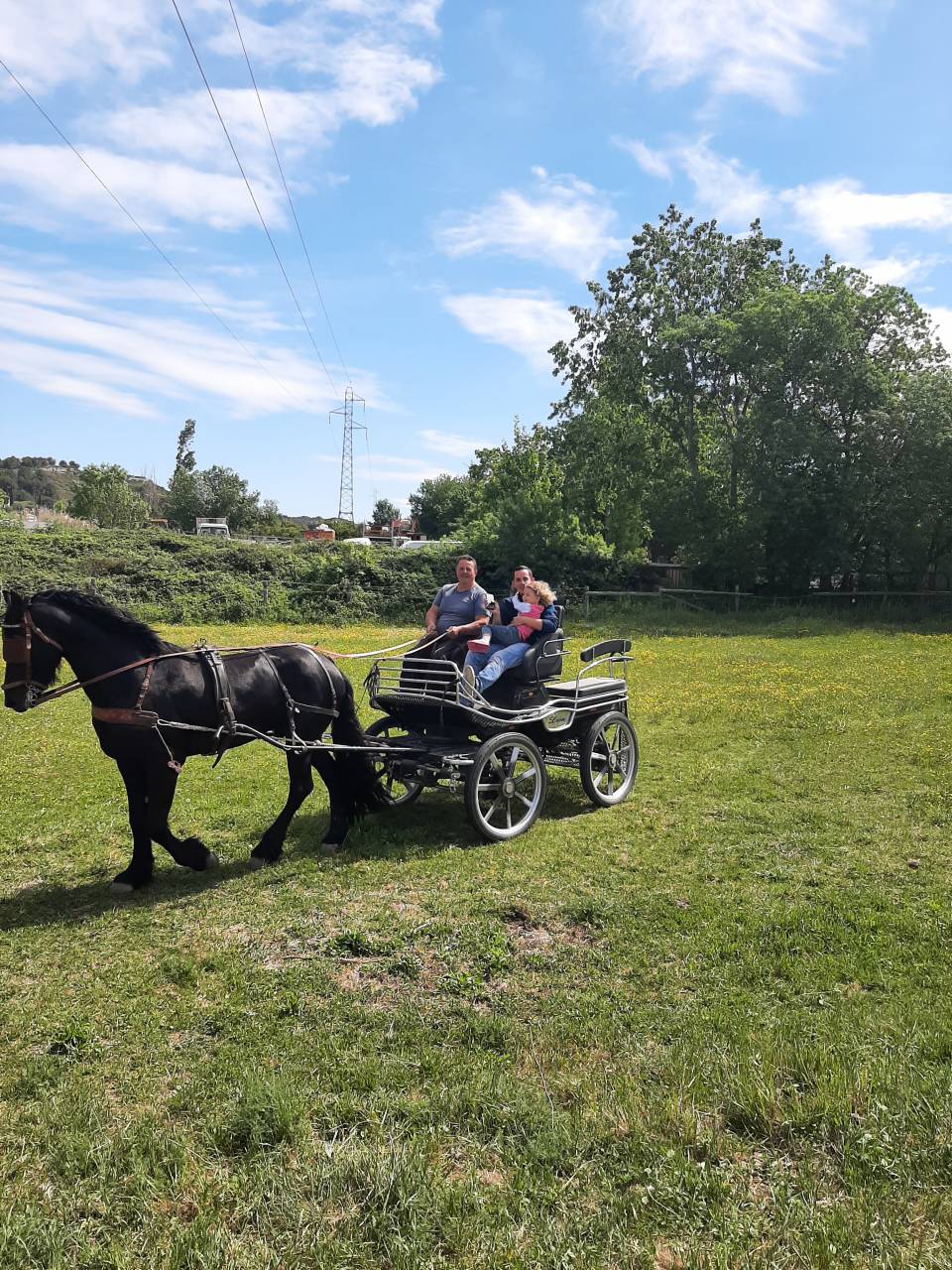 Entire Friesian For sale 2019 Black
