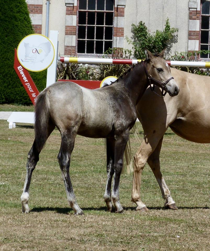 Colt French Saddle Pony For sale 2025 Buckskin