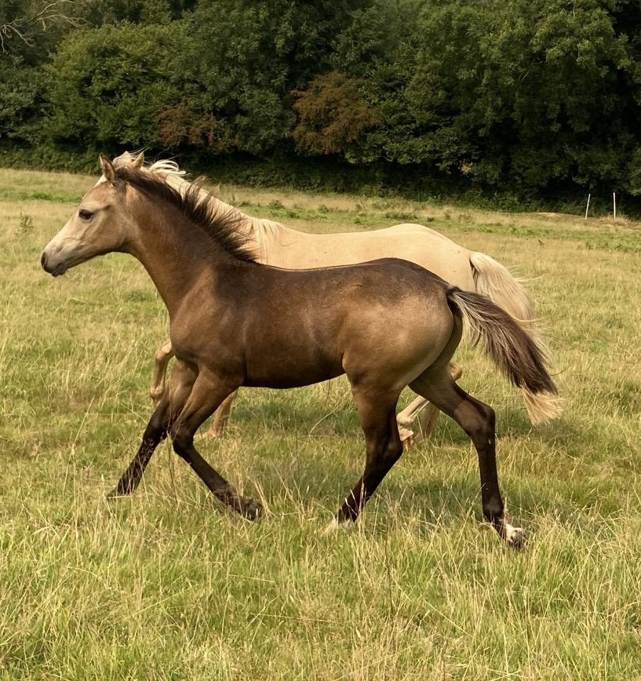 Colt French Saddle Pony For sale 2025 Buckskin