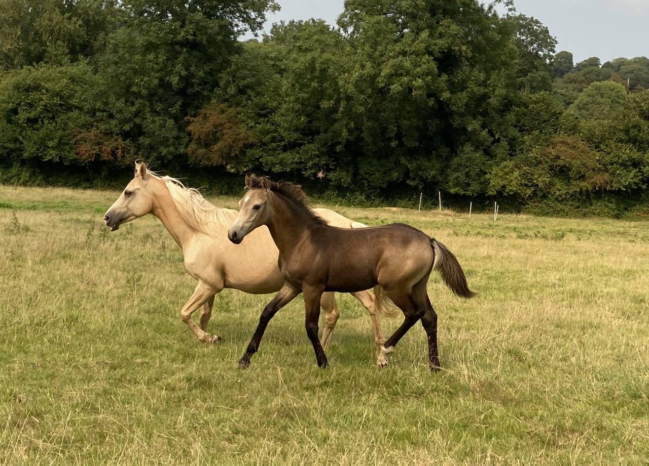 Colt French Saddle Pony For sale 2025 Buckskin