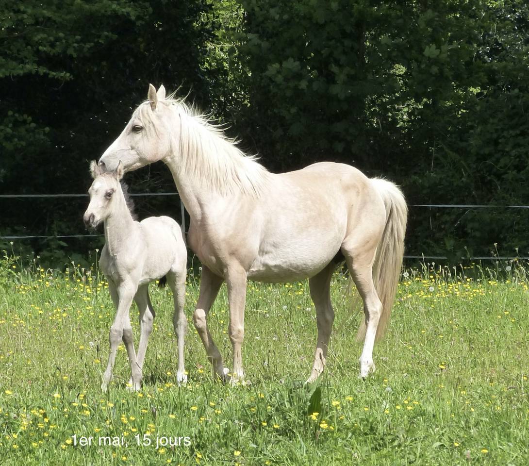 Colt French Saddle Pony For sale 2025 Buckskin