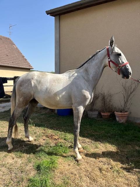 Gelding Origin Recorded For sale 2022 Grey
