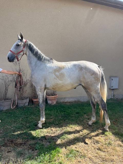 Gelding Origin Recorded For sale 2022 Grey