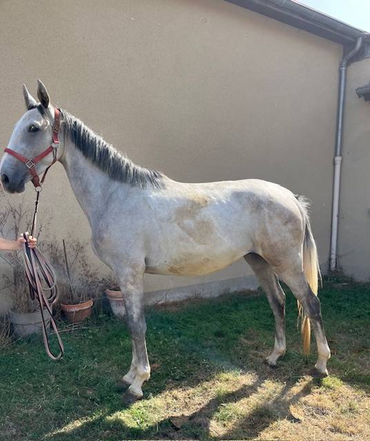 Gelding Origin Recorded For sale 2022 Grey