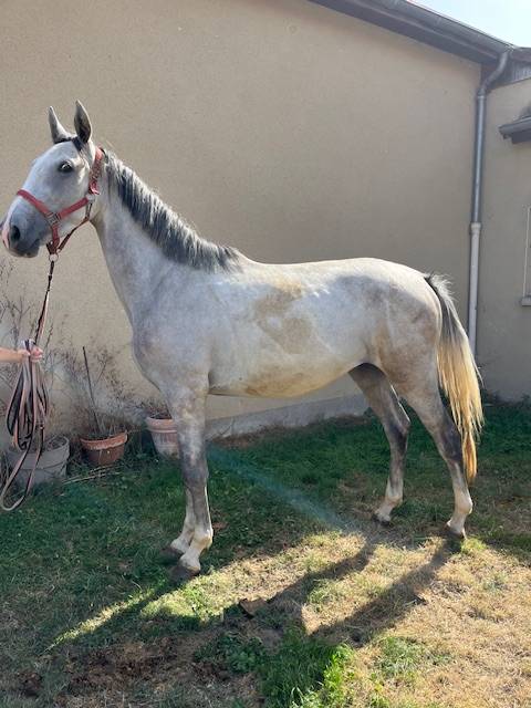 Gelding Origin Recorded For sale 2022 Grey