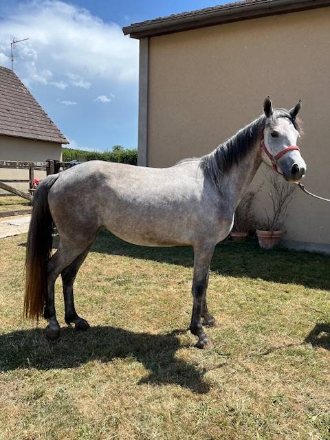Filly Connemara For sale 2022 Grey
