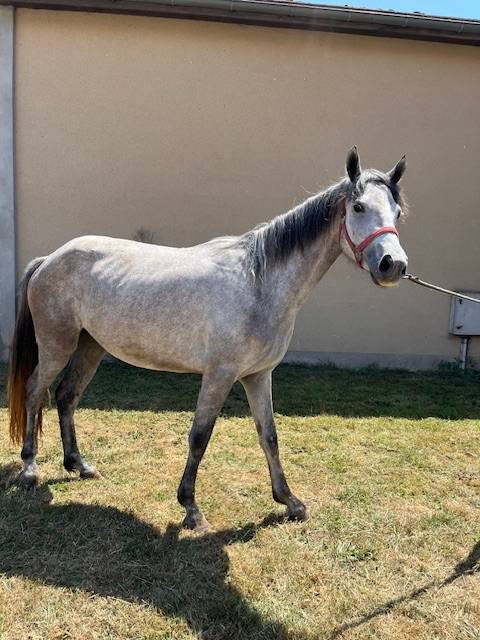 Filly Connemara For sale 2022 Grey