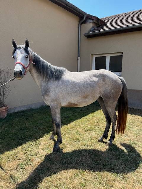 Filly Connemara For sale 2022 Grey