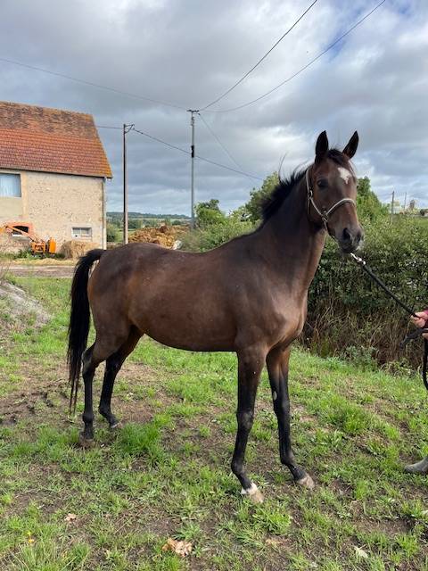 Broodmare Thoroughbred For sale 2021 Bay