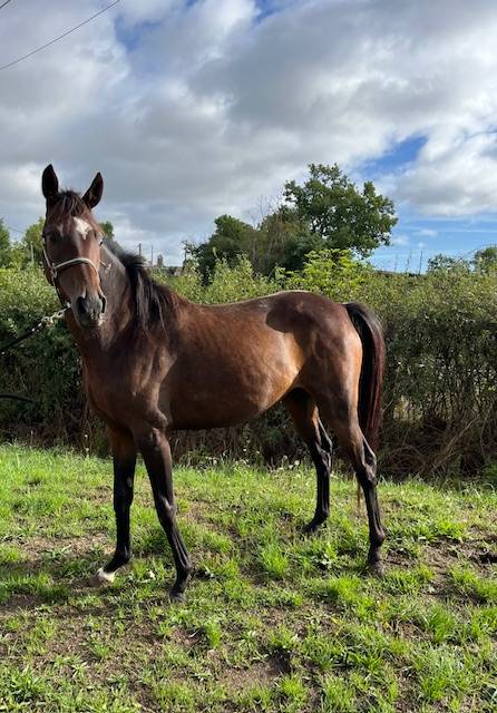 Broodmare Thoroughbred For sale 2021 Bay