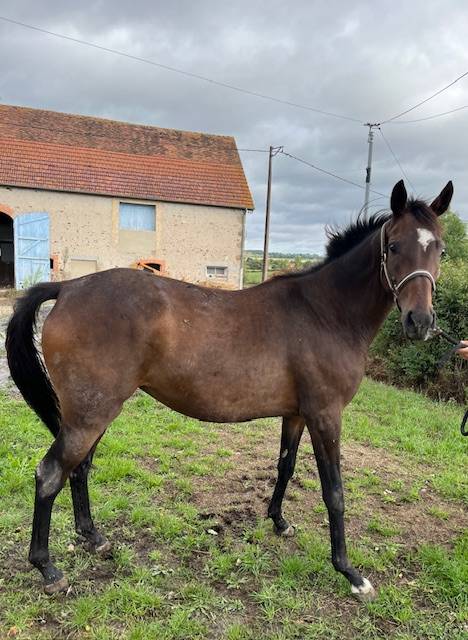 Broodmare Thoroughbred For sale 2021 Bay