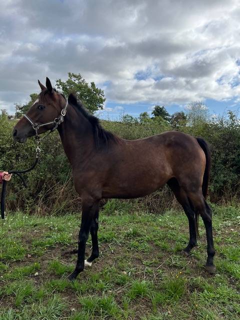 Broodmare Thoroughbred For sale 2021 Bay