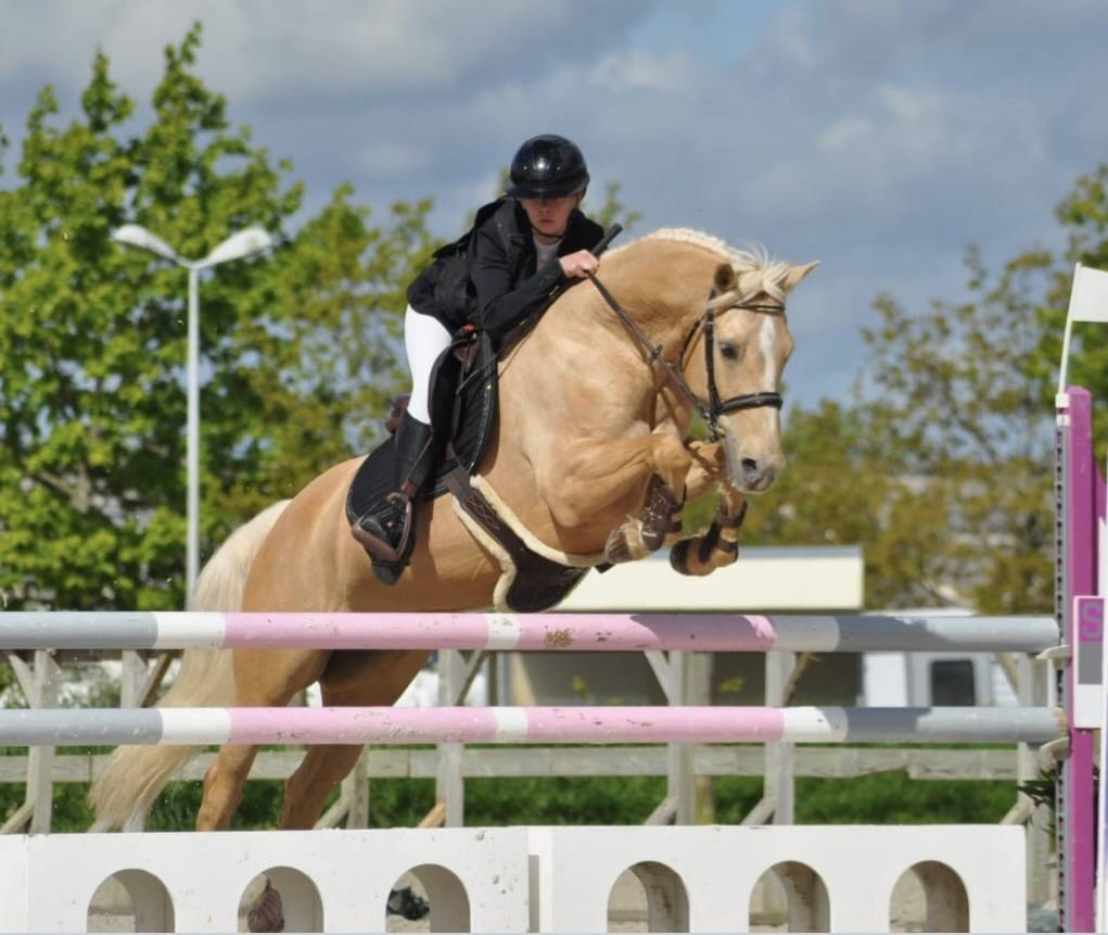 Mare French Saddle Pony For sale 2012 Palomino