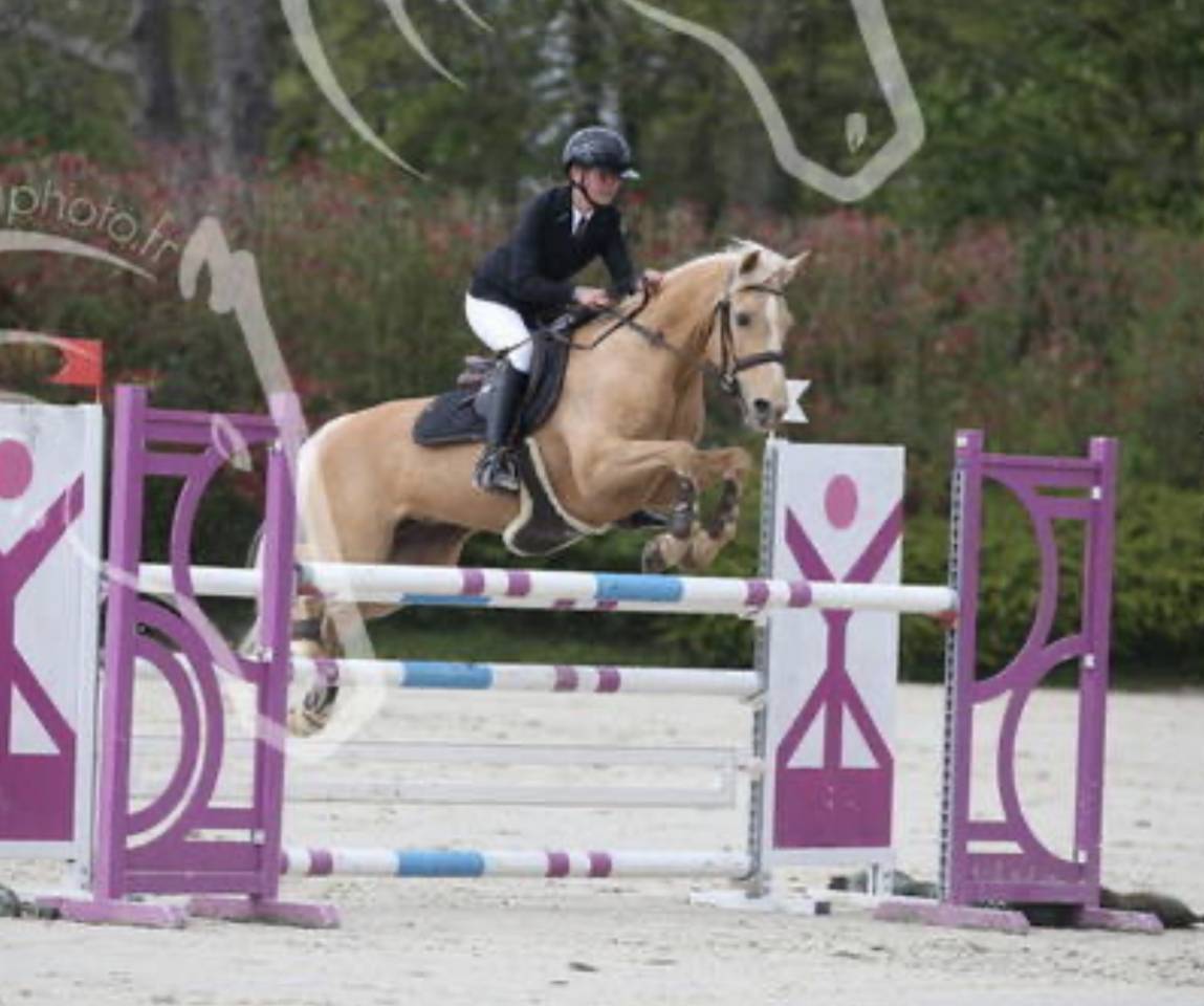 Mare French Saddle Pony For sale 2012 Palomino