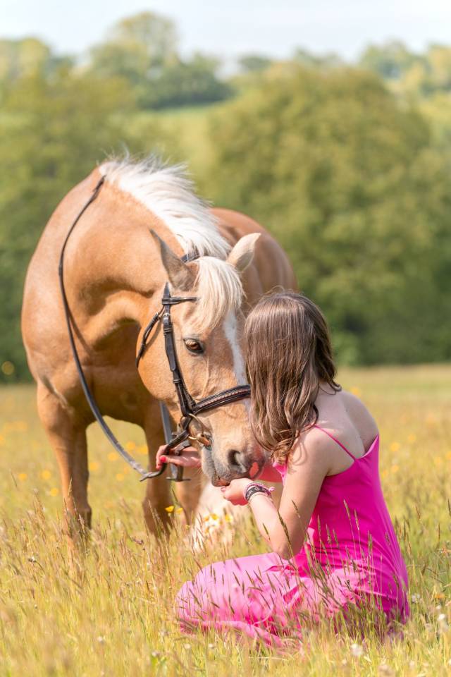 Mare French Saddle Pony For sale 2012 Palomino