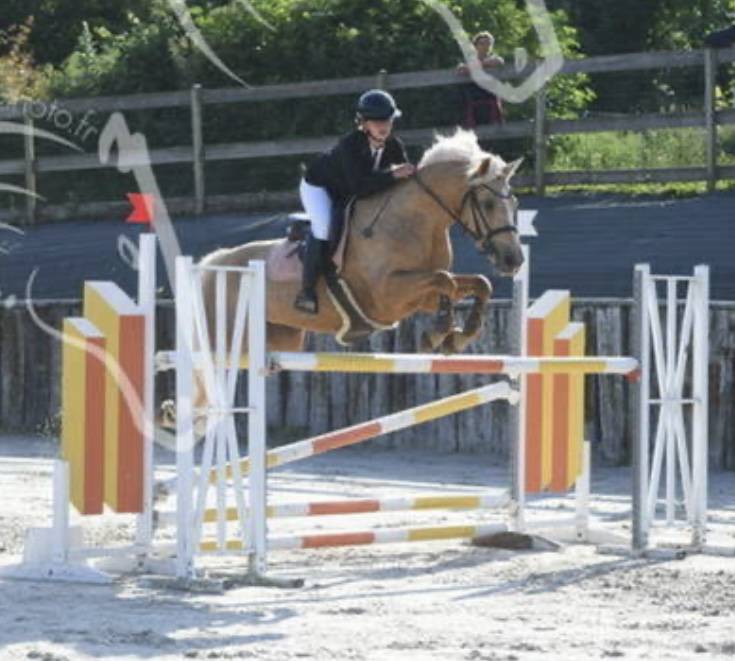 Mare French Saddle Pony For sale 2012 Palomino