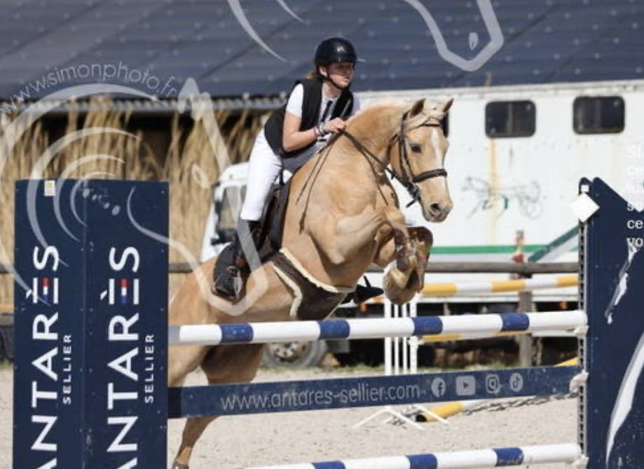 Mare French Saddle Pony For sale 2012 Palomino