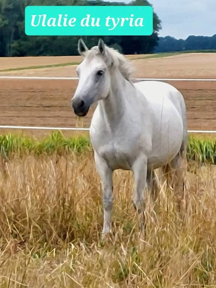 Broodmare Connemara For sale 2008 Grey