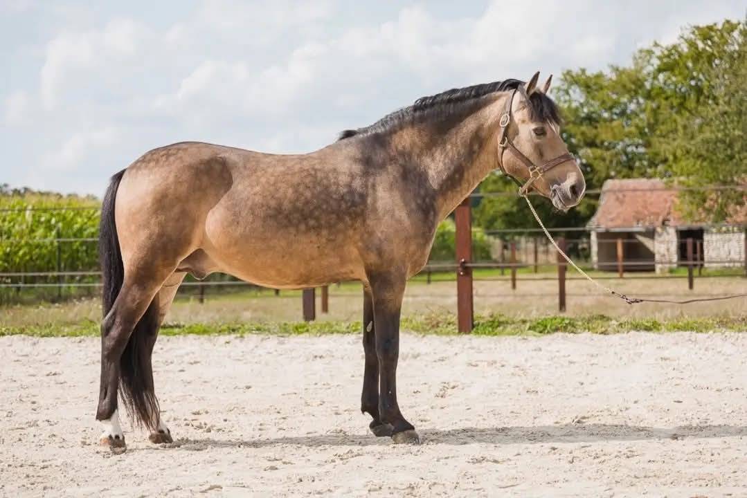 Broodmare Connemara For sale 2008 Grey