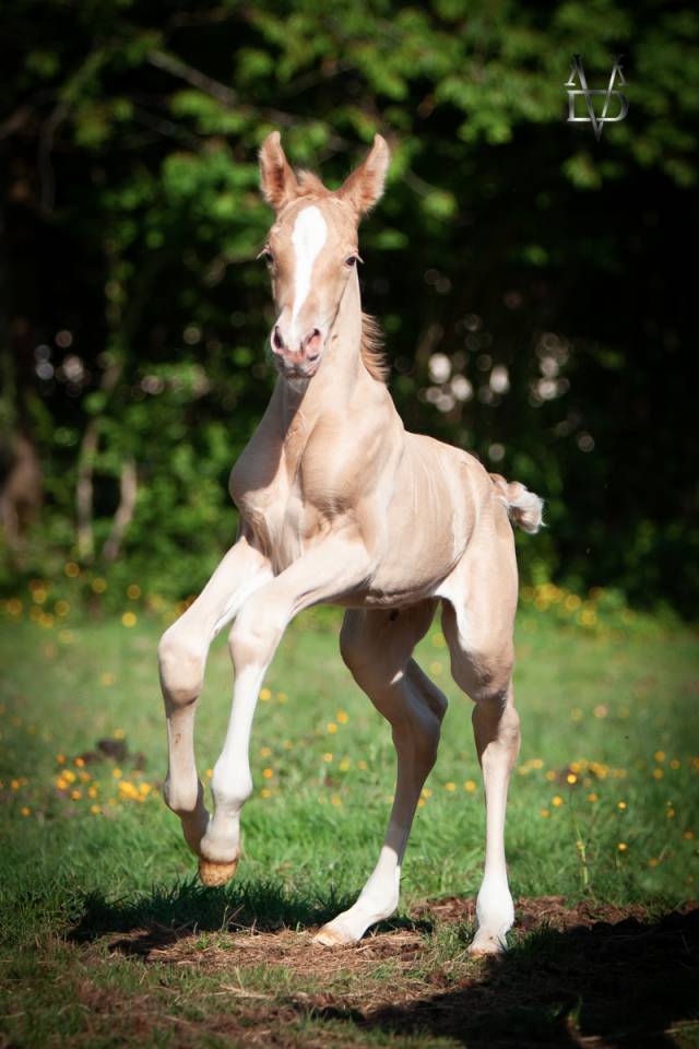 Colt PRE Pure Spanish Bred For sale 2025 Pearl