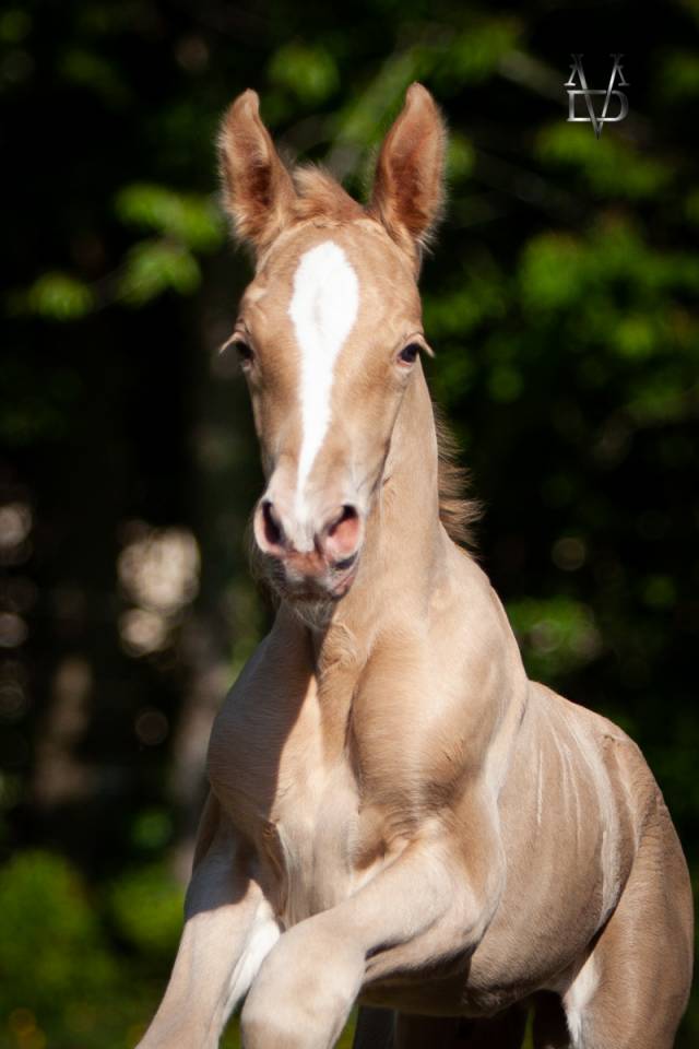 Colt PRE Pure Spanish Bred For sale 2025 Pearl