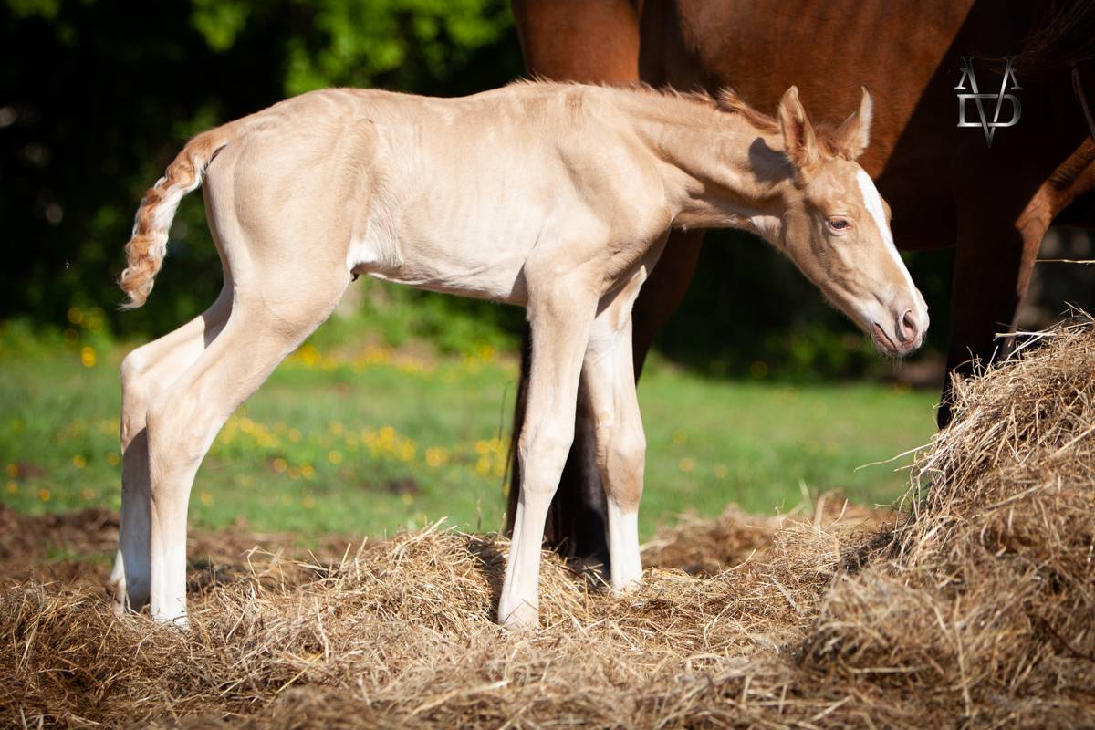 Colt PRE Pure Spanish Bred For sale 2025 Pearl