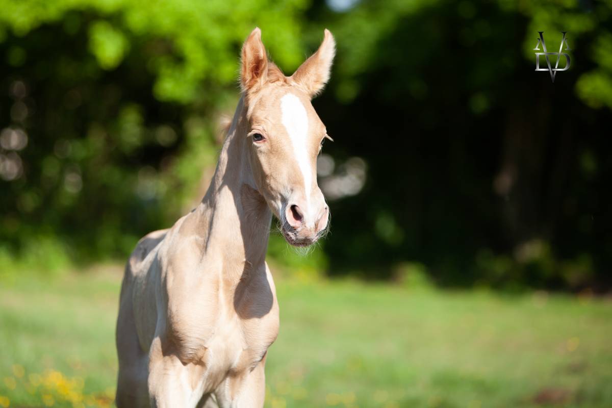 Colt PRE Pure Spanish Bred For sale 2025 Pearl