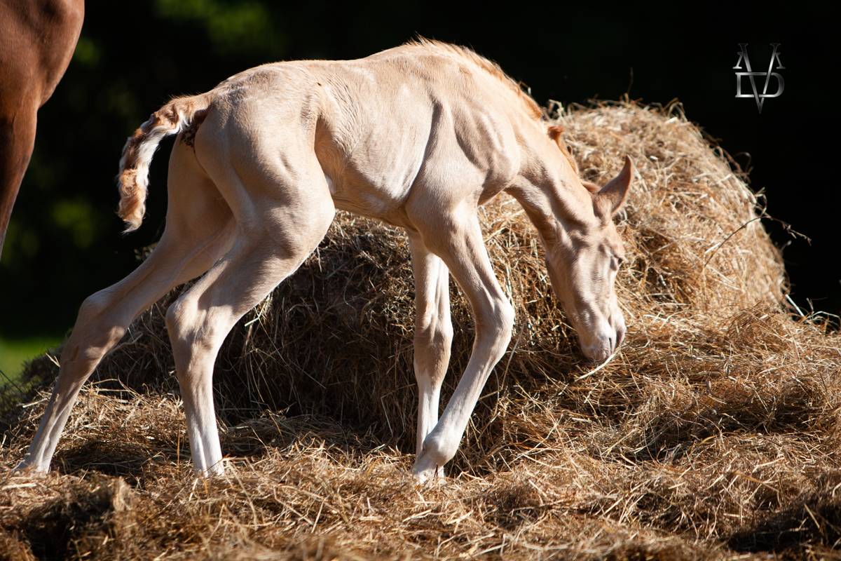 Colt PRE Pure Spanish Bred For sale 2025 Pearl