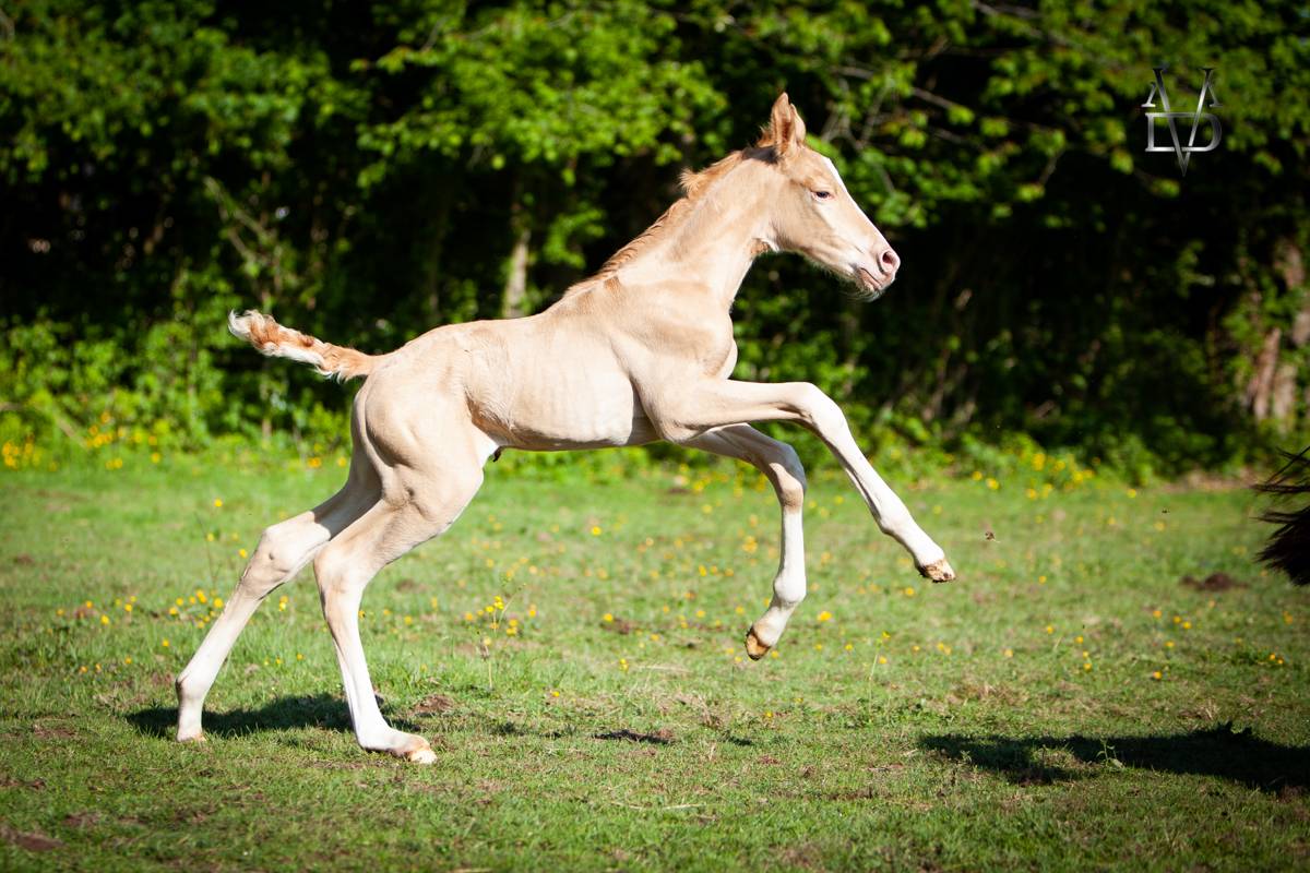 Colt PRE Pure Spanish Bred For sale 2025 Pearl