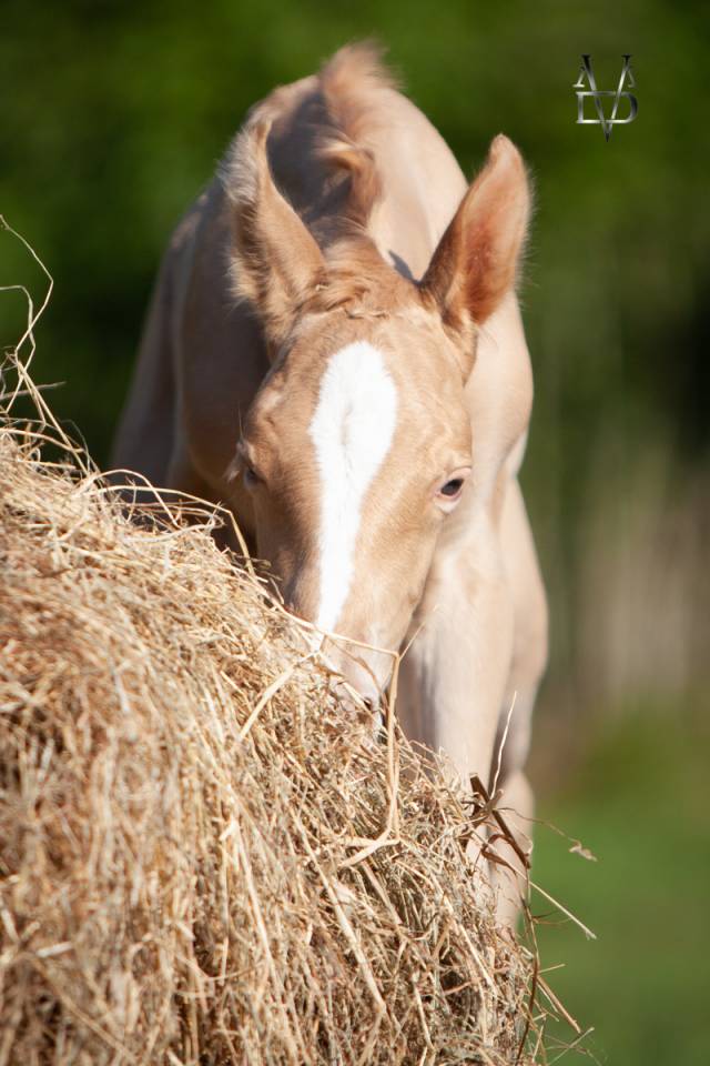 Colt PRE Pure Spanish Bred For sale 2025 Pearl