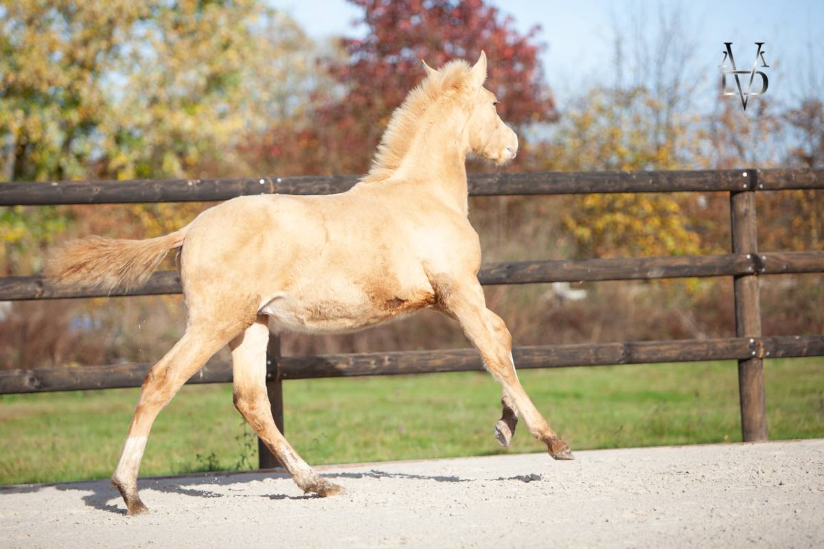Colt PRE Pure Spanish Bred For sale 2025 Pearl