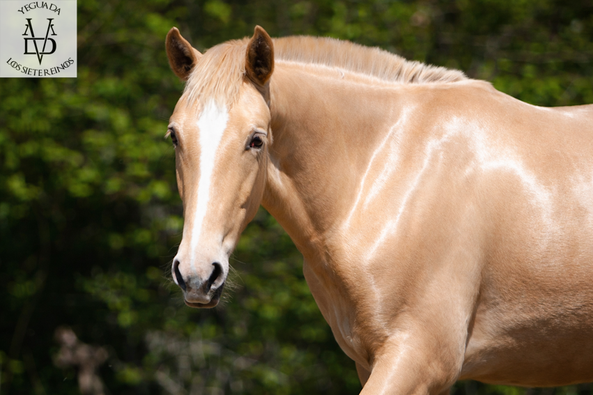 Colt PRE Pure Spanish Bred For sale 2025 Pearl