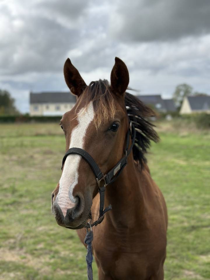 Gelding Origin Recorded For sale 2024 Liver chestnut