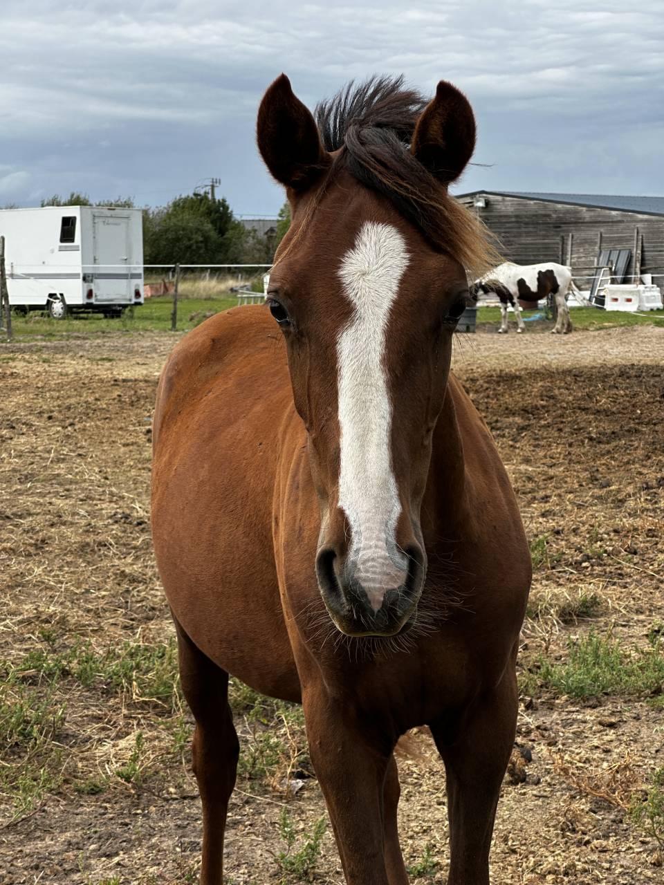 Gelding Origin Recorded For sale 2024 Liver chestnut