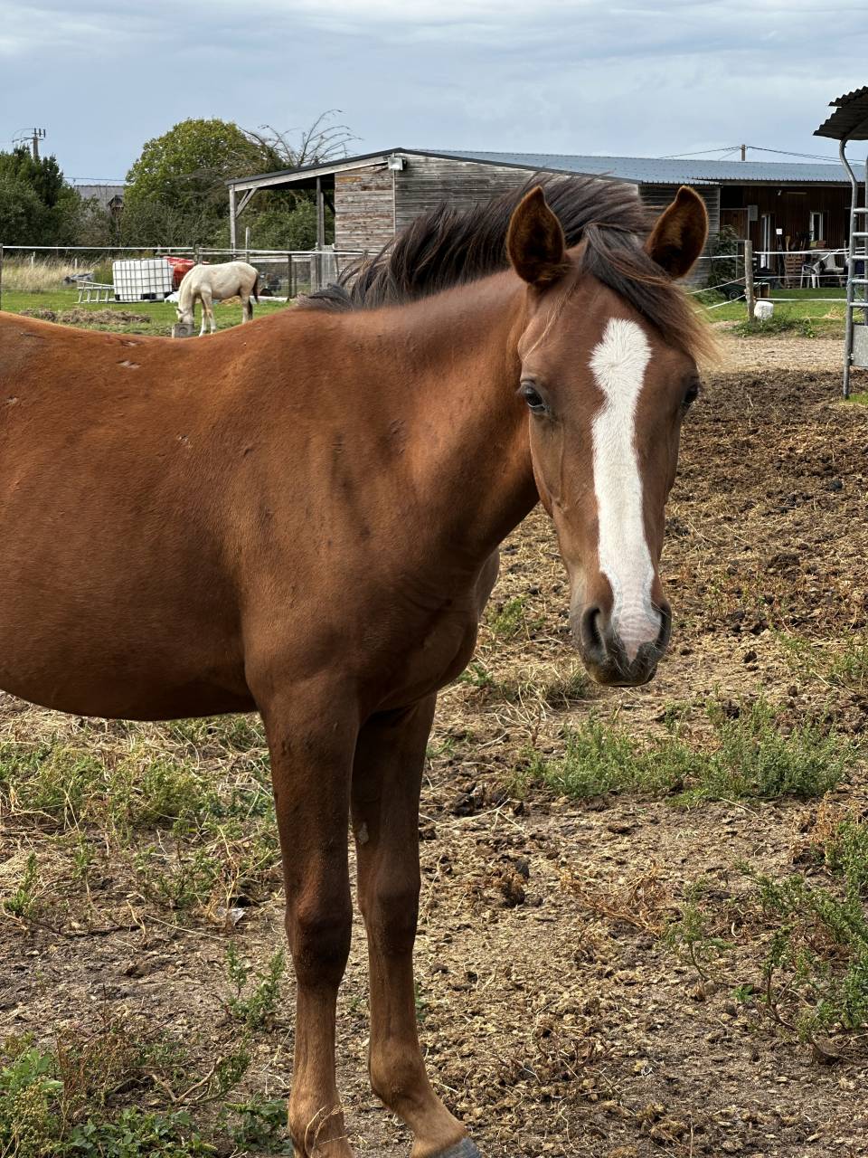 Gelding Origin Recorded For sale 2024 Liver chestnut
