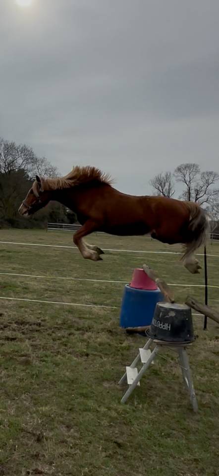 Entire Welsh Pony (Section C) For sale 2023 Chesnut