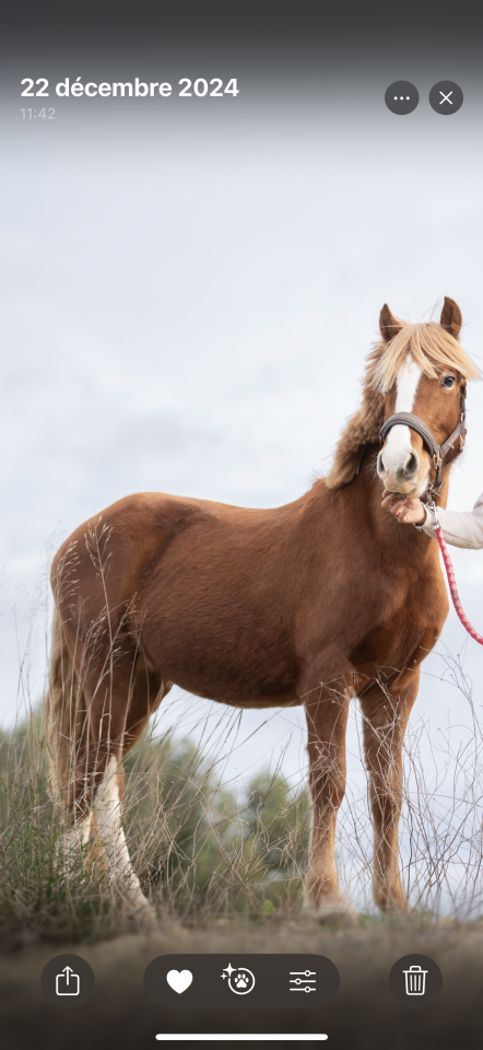 Entire Welsh Pony (Section C) For sale 2023 Chesnut