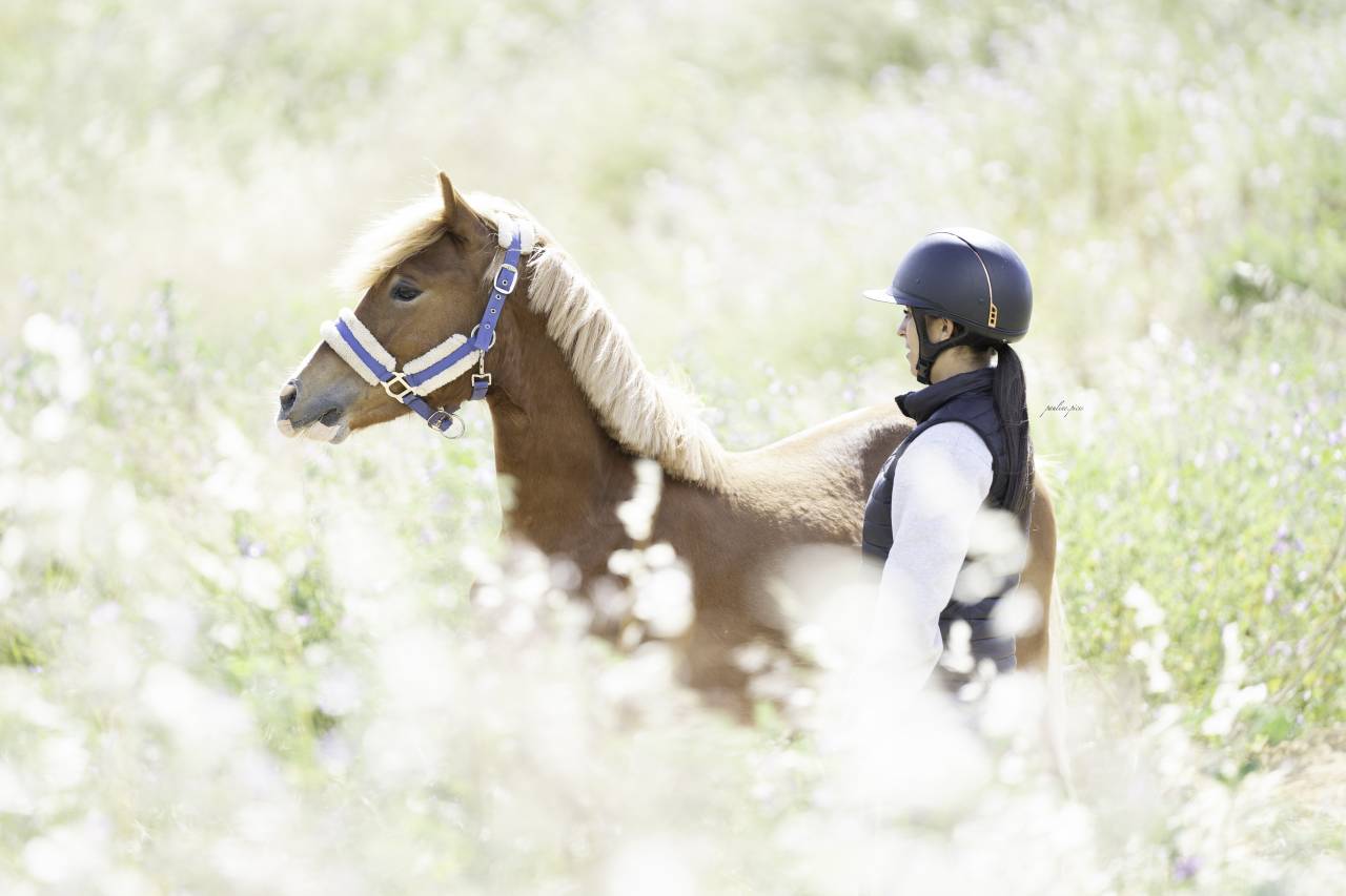 Entire Welsh Pony (Section C) For sale 2023 Chesnut