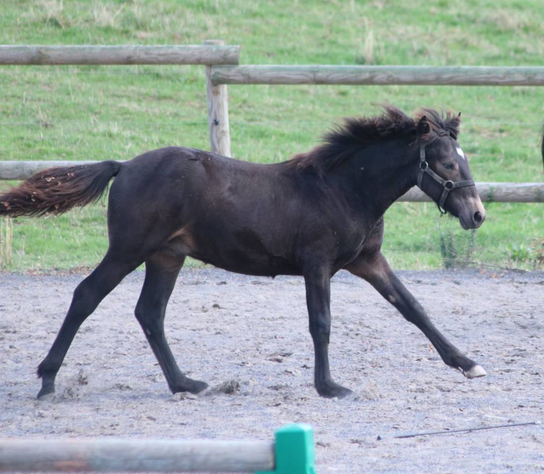 Colt Connemara For sale 2025 Buckskin