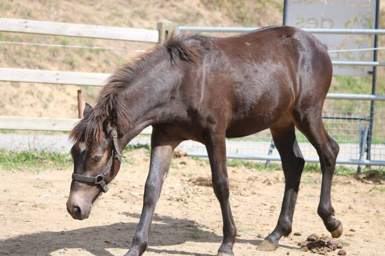 Colt Connemara For sale 2025 Buckskin