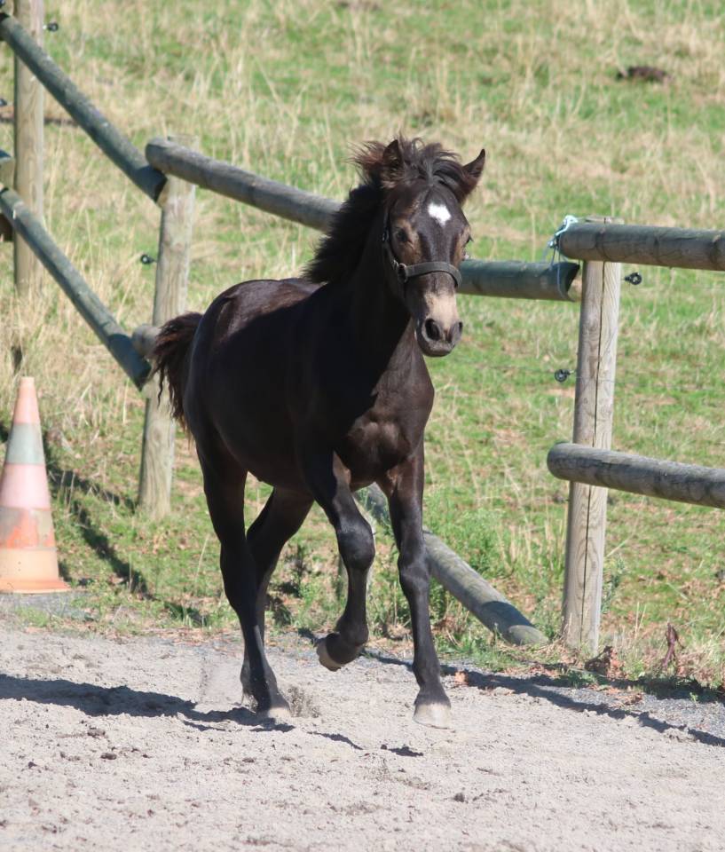 Colt Connemara For sale 2025 Buckskin