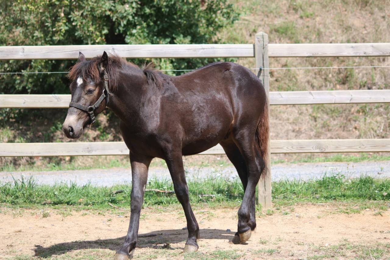 Colt Connemara For sale 2025 Buckskin