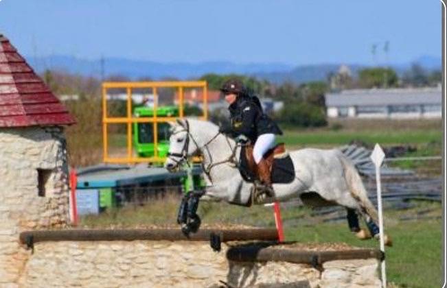 Entire Connemara For sale 2017 Grey