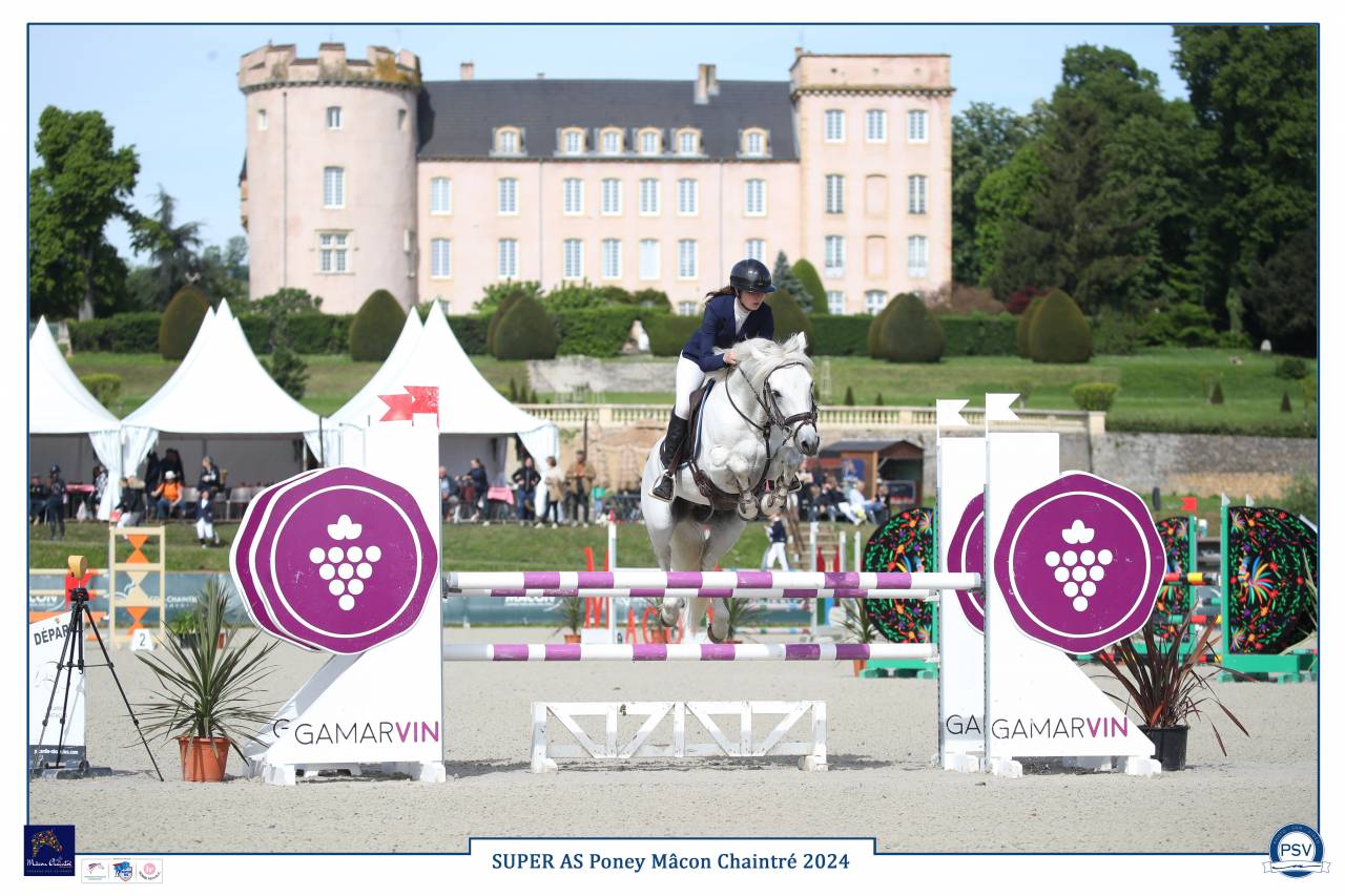 Entire Connemara For sale 2017 Grey