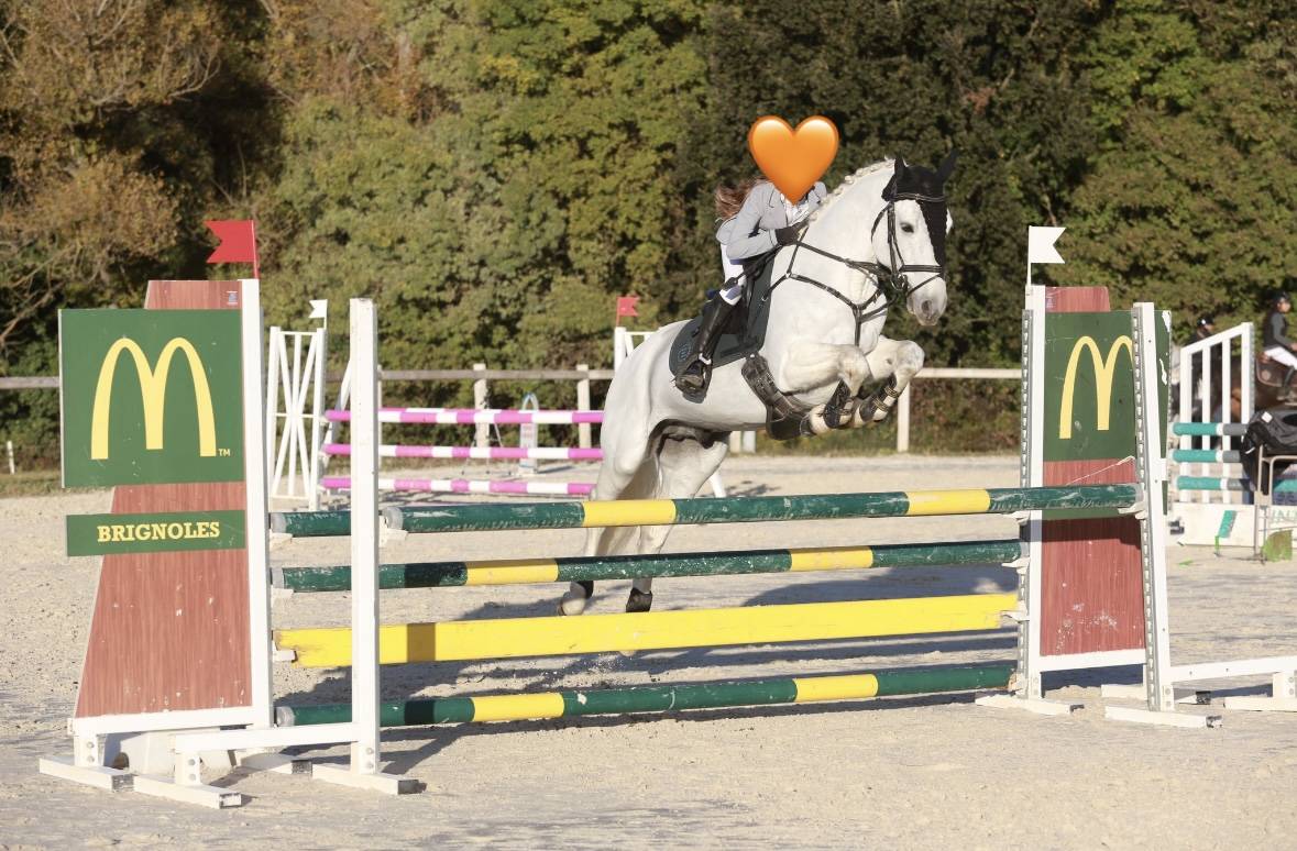 Entire Connemara For sale 2017 Grey