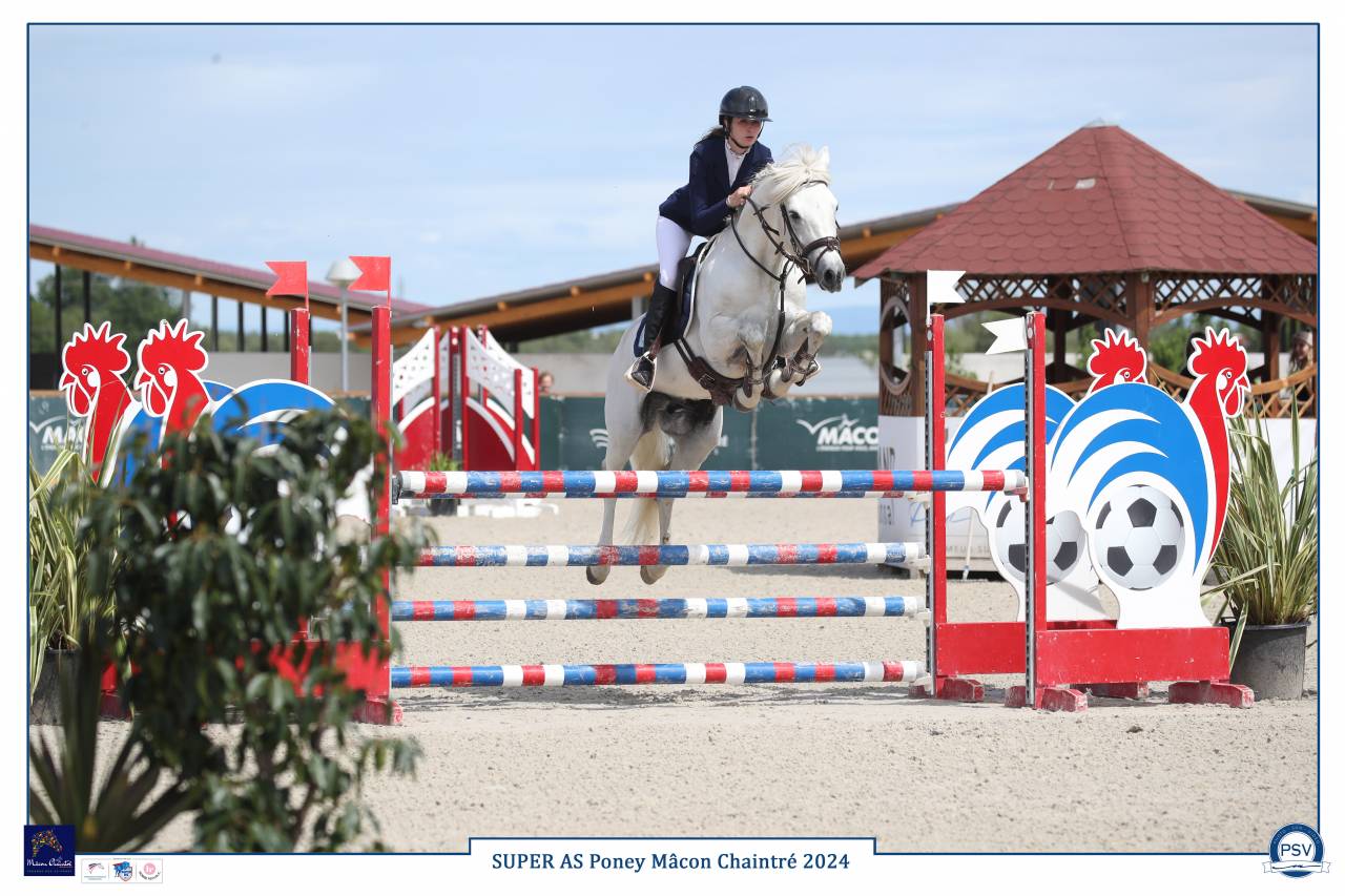 Entire Connemara For sale 2017 Grey